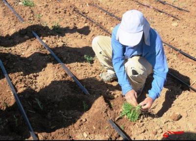 10 گونه گیاهی در کرمانشاه احیا می گردد