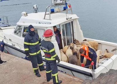 کوشش امدادگران اروپایی برای نجات جان 14600 گوسفند