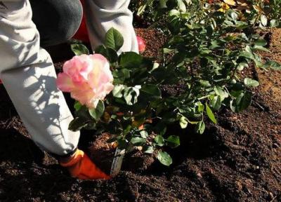آموزش جامع کاشت، پرورش و تکثیر گل رز در باغچه و گلدان