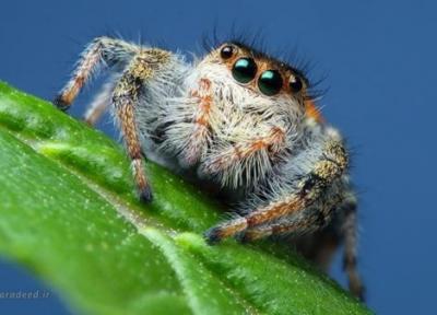 تشخیص جاندار از بی جان به روش عنکبوت ها