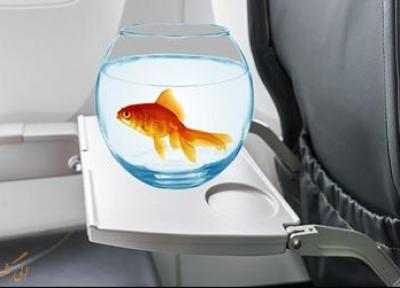 آیا می توانم ماهی قرمزم را به داخل هواپیما ببرم؟