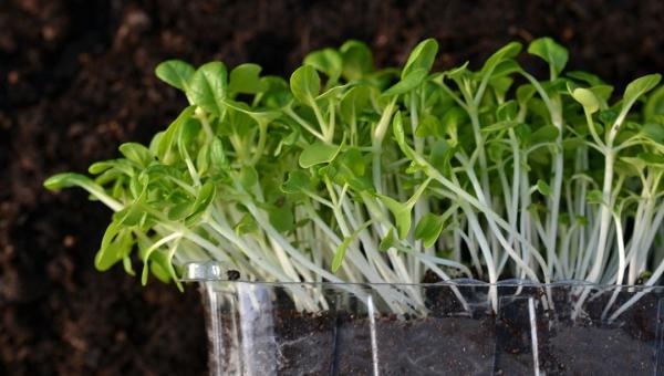 5 روش کاشت سبزه عید با تخمه کدو مرحله به مرحله